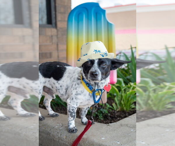 Medium Photo #7 Mutt Puppy For Sale in Mundelein, IL, USA
