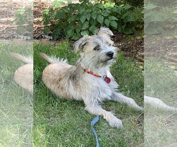 Medium Photo #6 Border Terrier-Unknown Mix Puppy For Sale in St. Louis Park, MN, USA