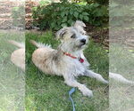 Small #5 Border Terrier Mix