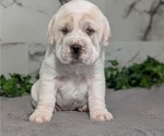 Small #4 Cocker-Pei