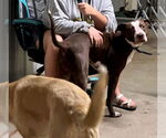 Small #11 American Pit Bull Terrier Mix