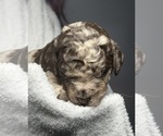 Small Photo #16 Goldendoodle Puppy For Sale in HOWARD CITY, MI, USA