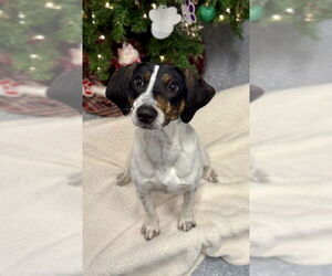 Mutt Dogs for adoption in Warrenton, VA, USA