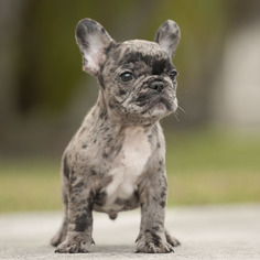 French Bulldog Puppy for sale in FORT PIERCE, FL, USA