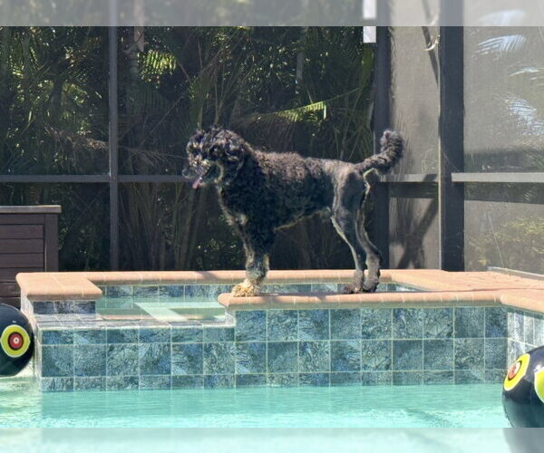Medium Photo #6 Bernedoodle Puppy For Sale in Pacolet, SC, USA