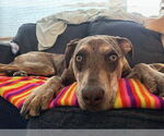 Small #2 Catahoula Leopard Dog Mix