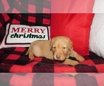 Small Photo #4 Labrador Retriever Puppy For Sale in NEENAH, WI, USA