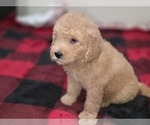 Small Photo #8 Goldendoodle Puppy For Sale in DUBLIN, TX, USA