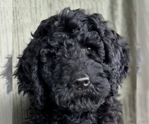 Goldendoodle Puppy for sale in POWELL, TN, USA
