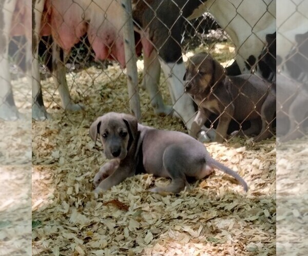 Medium Photo #16 Great Dane Puppy For Sale in LAURENS, SC, USA
