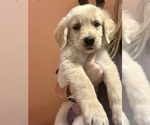 Puppy Lime Green Golden Retriever