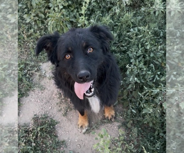 Medium Photo #1 Australian Shepherd Puppy For Sale in PINE BLUFFS, WY, USA