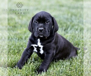 Cane Corso Puppy for sale in LANCASTER, PA, USA