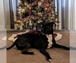Small #10 American Pit Bull Terrier Mix
