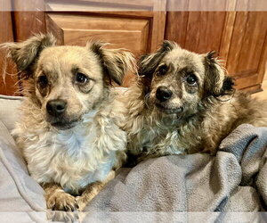 Chi-Poo (Toy) Dogs for adoption in San Francisco, CA, USA