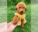 Small #5 Goldendoodle mix (+ Poodle Miniature)