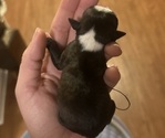 Puppy Puppy 6 Boston Terrier