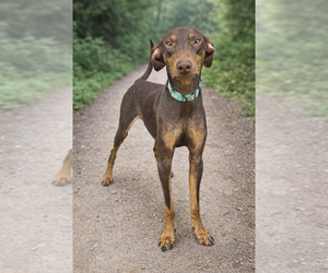 Mickey - Male Doberman Pinscher-Unknown Mix Dog for Adoption - Photo #11