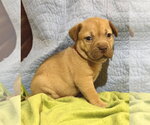 Small #1 Staffordshire Bull Terrier Mix