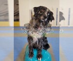 Small Photo #1 Australian Shepherd Puppy For Sale in TROUT RUN, PA, USA