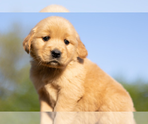 Golden Retriever Puppy for sale in JONES, MI, USA