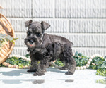 Puppy Briana Schnauzer (Miniature)