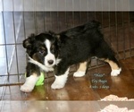 Small Photo #12 Aussie-Corgi Puppy For Sale in LIND, WA, USA