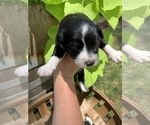 Small Photo #2 Aussiedoodle Miniature  Puppy For Sale in UNIONVILLE, IA, USA