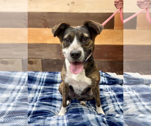 Medium Photo #3 Mountain Cur-Unknown Mix Puppy For Sale in Rockaway, NJ, USA