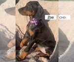 Small #3 Doberman Pinscher