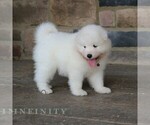 Small #2 Samoyed