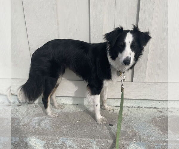 Medium Photo #3 Border Collie-Unknown Mix Puppy For Sale in Lake Elsinore, CA, USA