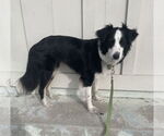 Small #2 Border Collie Mix
