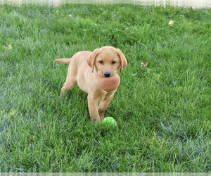 Labrador Retriever Puppy for Sale in SYRACUSE, Indiana USA