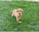 Image preview for Ad Listing. Nickname: Cooper