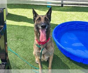 Medium German Shepherd Dog Mix