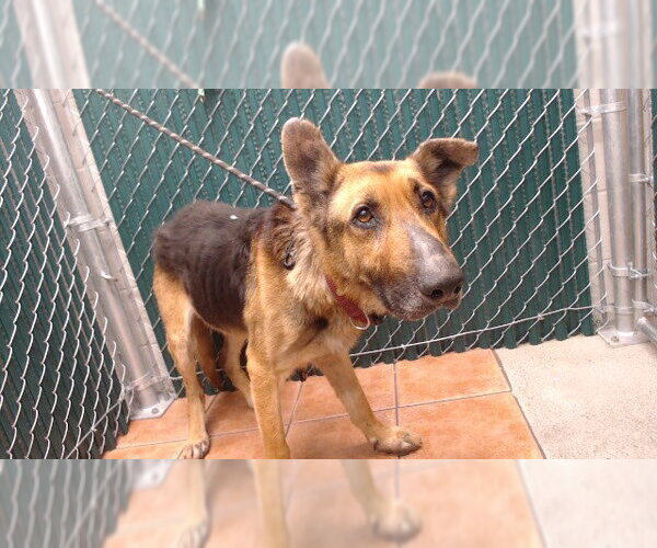 Medium Photo #1 German Shepherd Dog Puppy For Sale in Downey, CA, USA