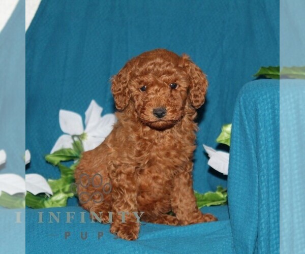 Medium Photo #4 Goldendoodle (Miniature) Puppy For Sale in OXFORD, PA, USA