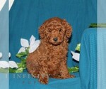Small #3 Goldendoodle (Miniature)