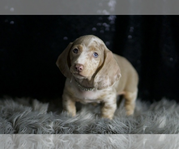 Medium Photo #58 Dachshund Puppy For Sale in WARSAW, IN, USA