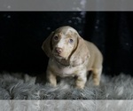 Small #4 Dachshund