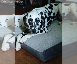 Dalmatian Puppy for sale in CHARLESTON, WV, USA
