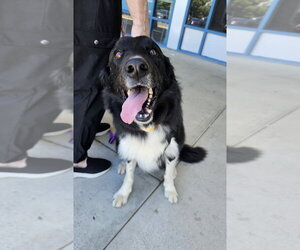 Lucky - Male Border Collie-Unknown Mix Dog for Adoption - Photo #4