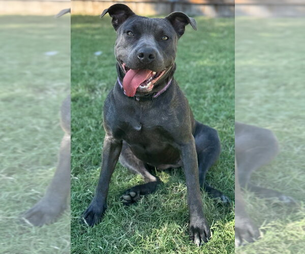Medium Photo #2 Mutt Puppy For Sale in Great Bend, KS, USA