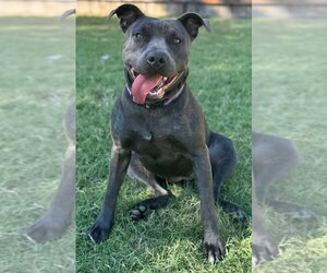 Stormi - Female Mutt Dog for Adoption - Photo #2