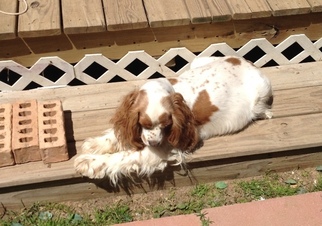 Mother of the Cocker Spaniel puppies born on 12/10/2018