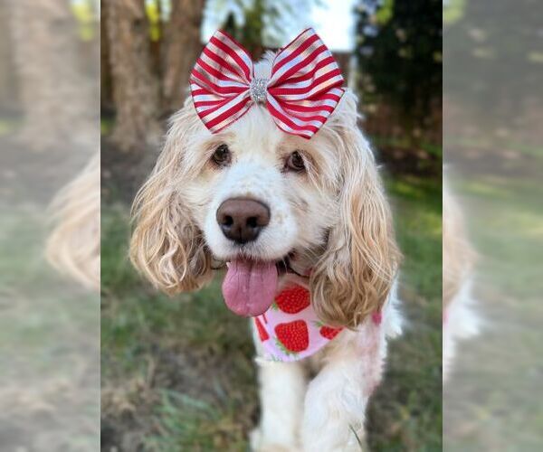 Medium Photo #7 Cocker Spaniel Puppy For Sale in Arlington, VA, USA