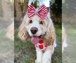 Small #6 Cocker Spaniel