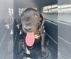 Labrador Retriever-Unknown Mix Dogs for adoption in San Antonio, TX, USA