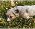 Small Photo #4 Aussie-Corgi Puppy For Sale in DONNELLSON, IA, USA
